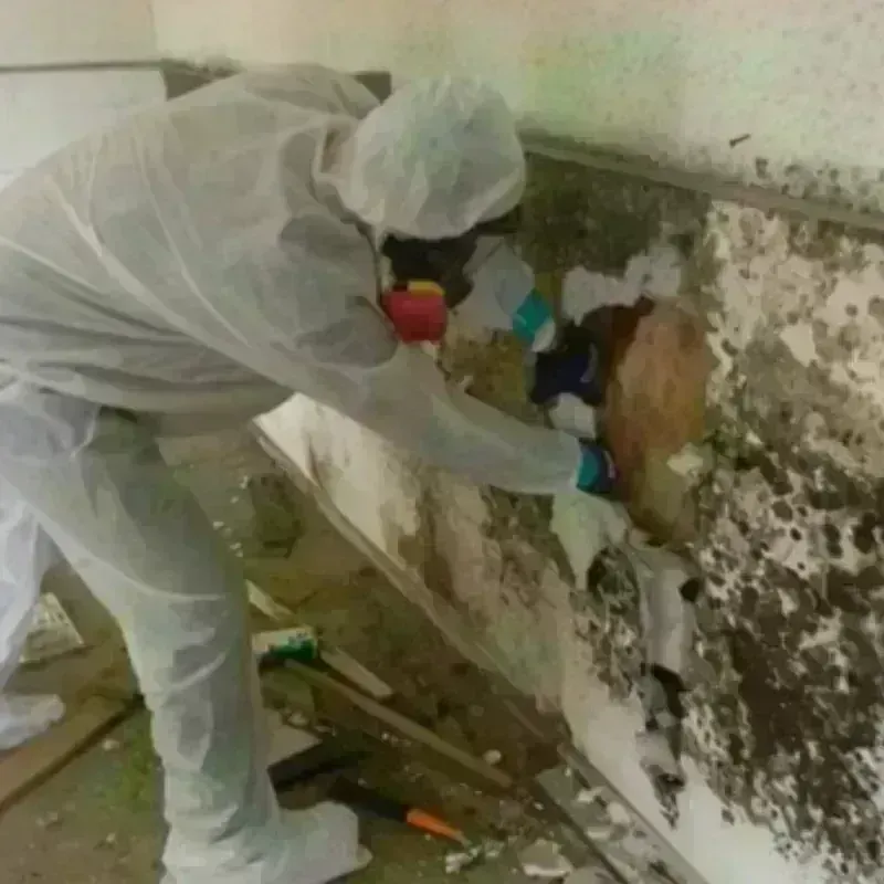 Mold Remediation and Removal in Giddings, TX